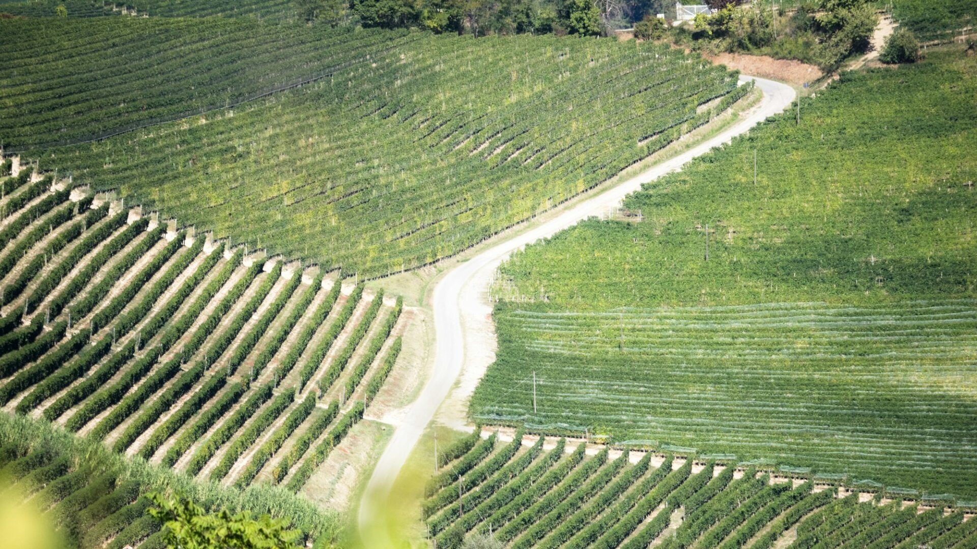 Visitare cantine nelle Langhe