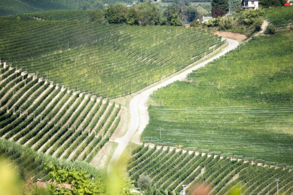 Visitare cantine nelle Langhe