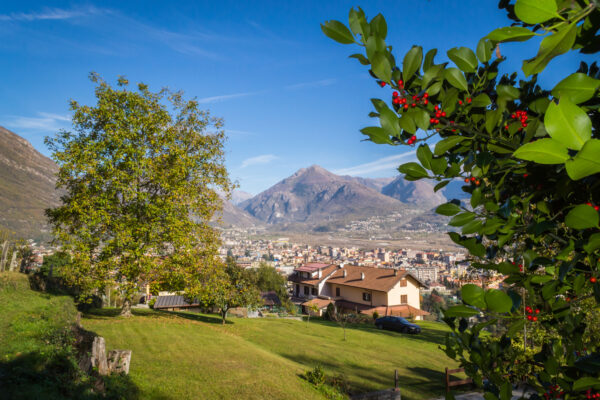 Agrifoglio a Domodossola, Piemonte, Italia