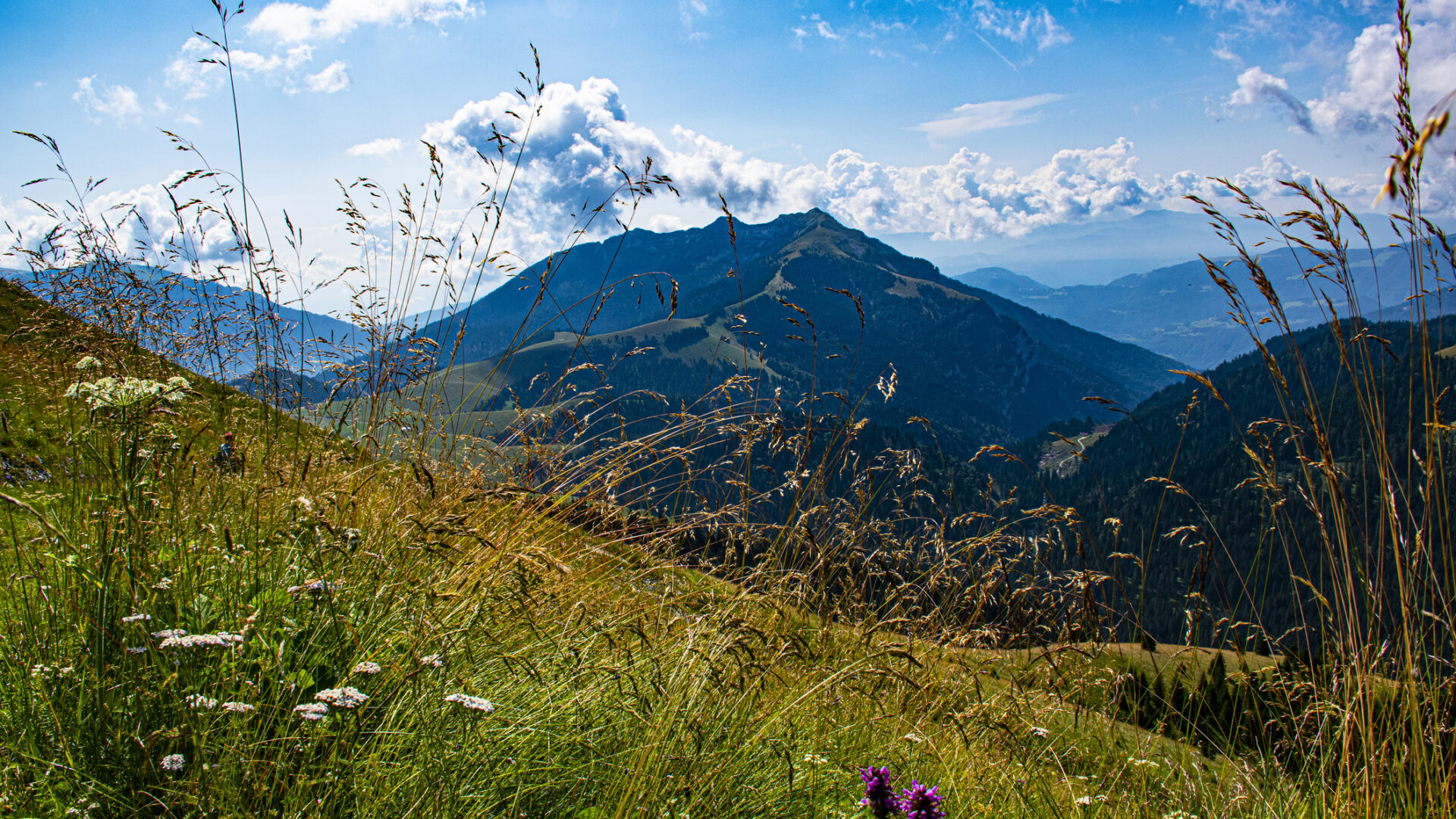 il sentiero dei fiori al passo Brocon numero otto. il sentiero dei fiori al Passo Brocon nel complesso del Lagorai sull'altopiano del Tresino in provincia di Trento