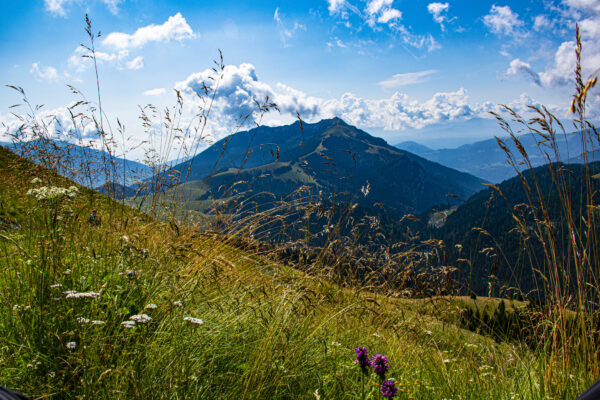 el sendero de las flores del puerto de Brocon número ocho. el sendero de las flores del puerto de Brocon en el complejo de Lagorai, en la meseta de Tresino, provincia de Trento.