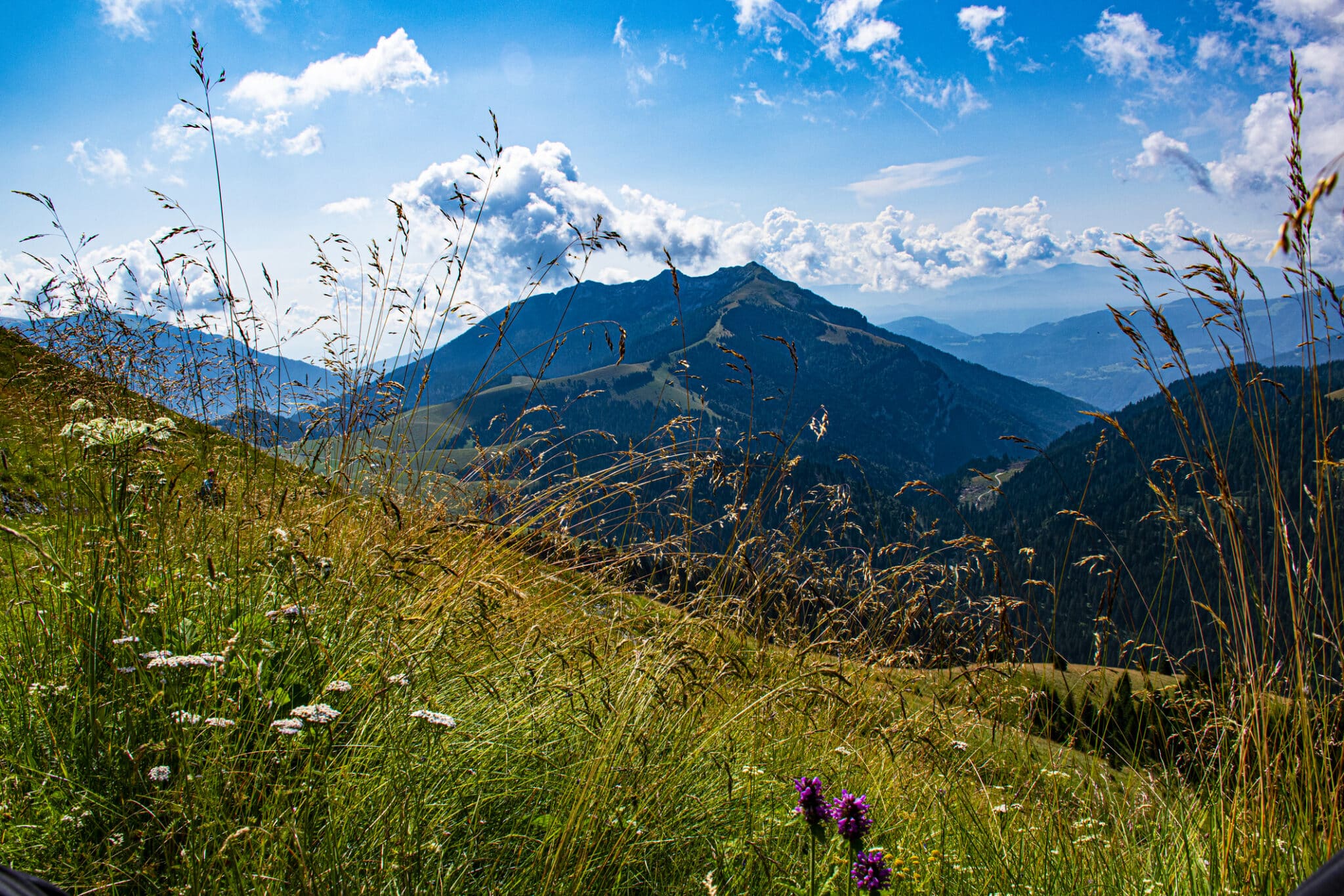 il sentiero dei fiori al passo Brocon numero otto. il sentiero dei fiori al Passo Brocon nel complesso del Lagorai sull'altopiano del Tresino in provincia di Trento