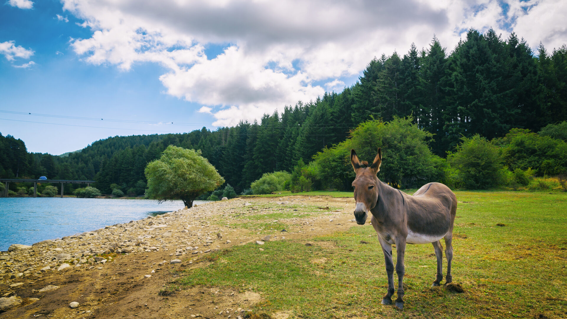 Âne au bord d'un lac avec la forêt en arrière-plan.