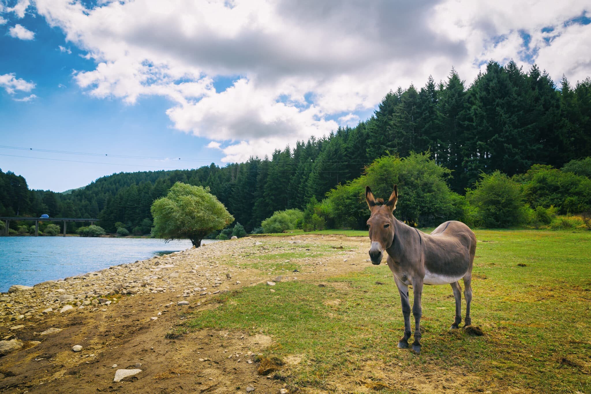 Asino vicino al lago con foresta sullo sfondo.