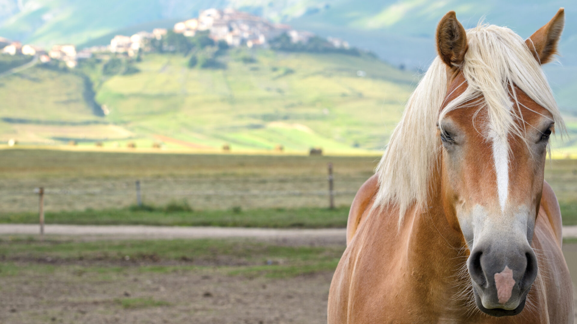Primo piano del cavallo e Castelluccio di Norcia sullo sfondo