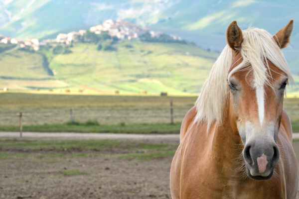 Nahaufnahme des Pferdes und Castelluccio di Norcia im Hintergrund