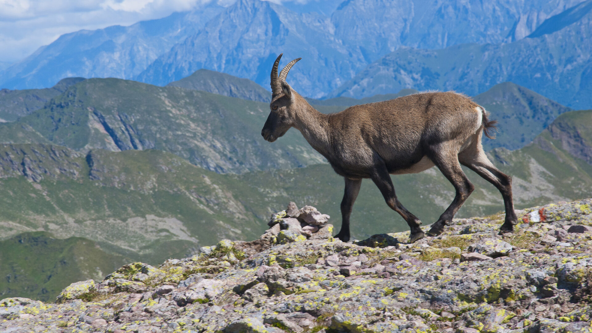 Stambecco cammina tra montagne rocciose