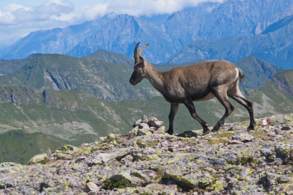 山羊在岩石山中漫步