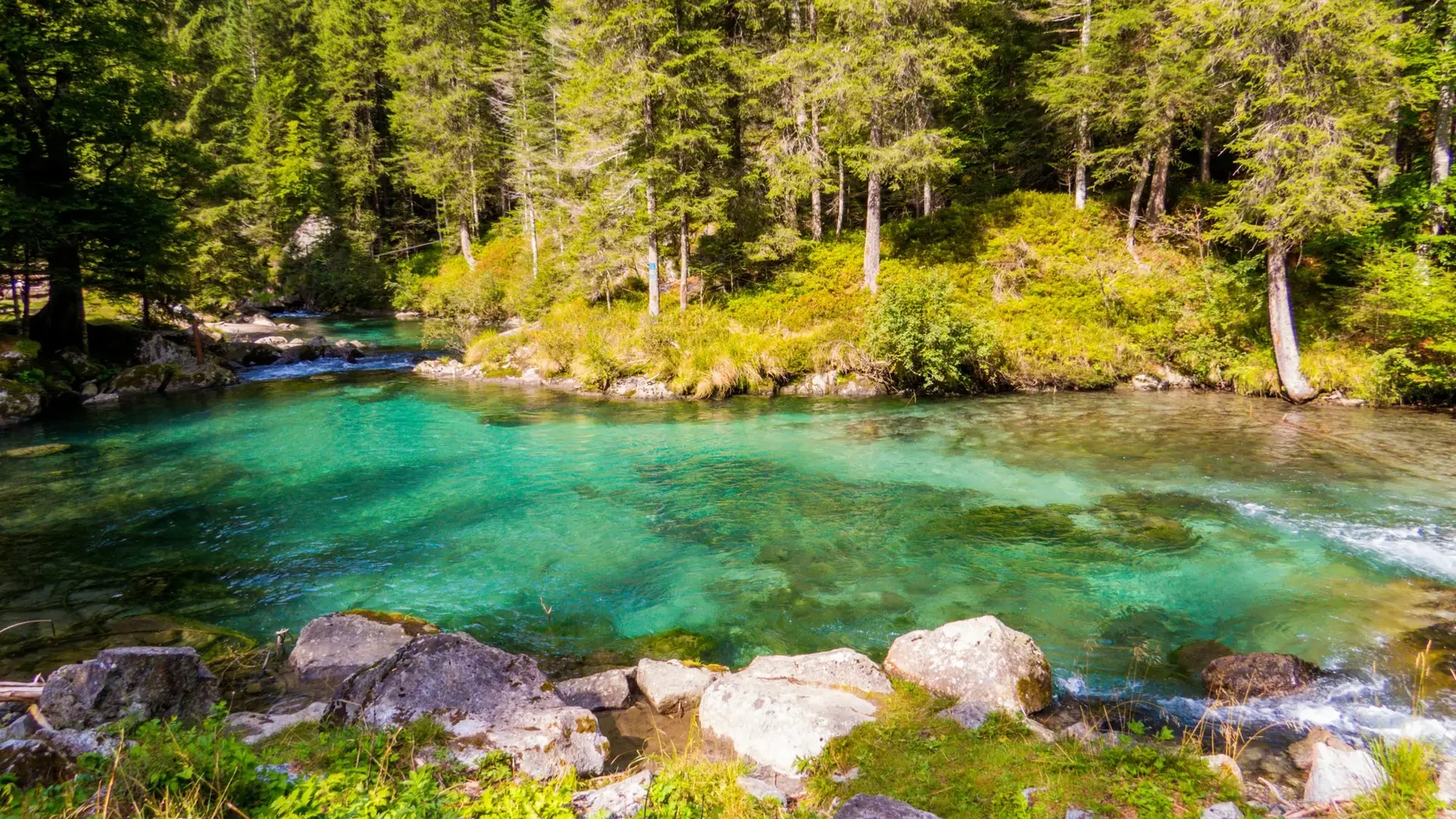 Fiume cristallino in foresta lussureggiante
