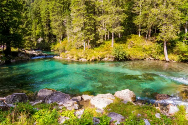 Crystal-clear river in lush forest