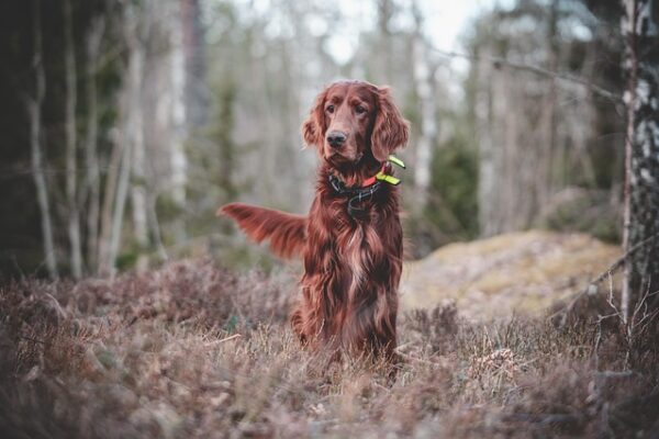 Cane rosso nel bosco autunnale