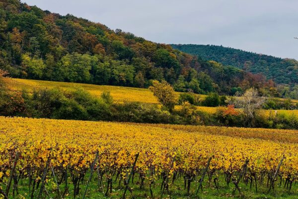 Vendemmia in Italia: le regioni vinicole dove vivere la raccolta dell’uva