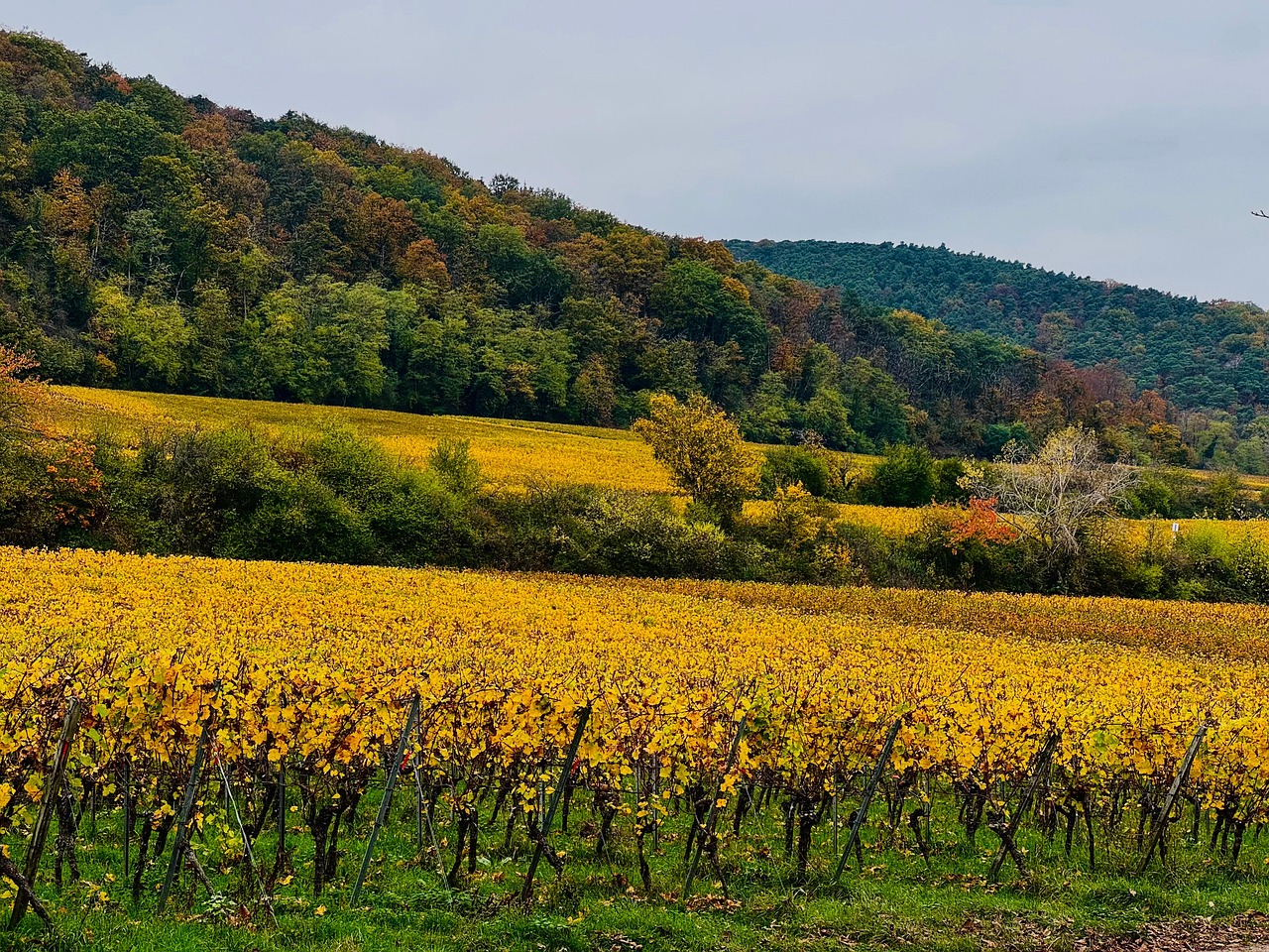 Vendemmia in Italia: le regioni vinicole dove vivere la raccolta dell’uva 2024