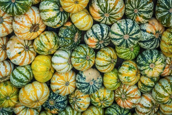 Zucca italiana: varietà regionali e ricette autunnali da provare
