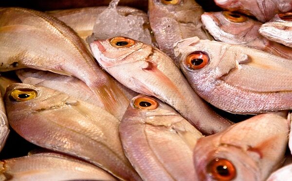 Pesce fresco in Italia: guida ai mercati ittici e ai ristoranti sul porto