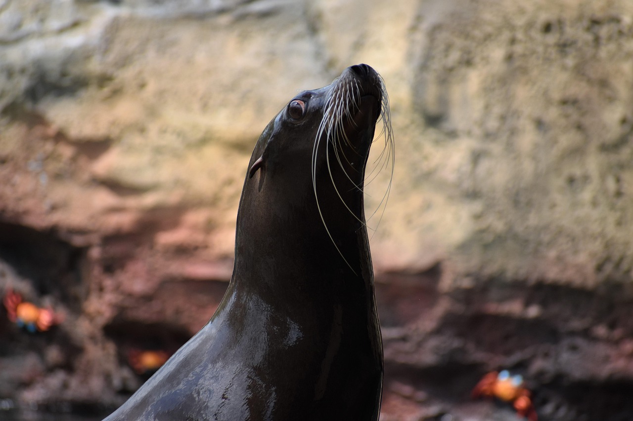 Le riserve naturali marine d’Italia: snorkeling e immersioni da sogno 2025