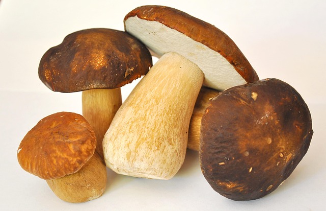 Funghi porcini freschi su sfondo bianco