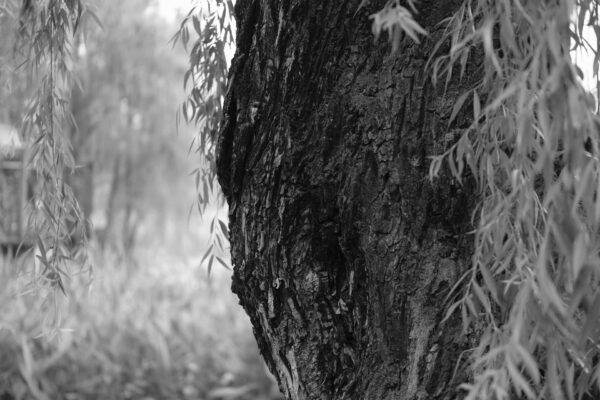 Tronco d'albero con foglie pendenti