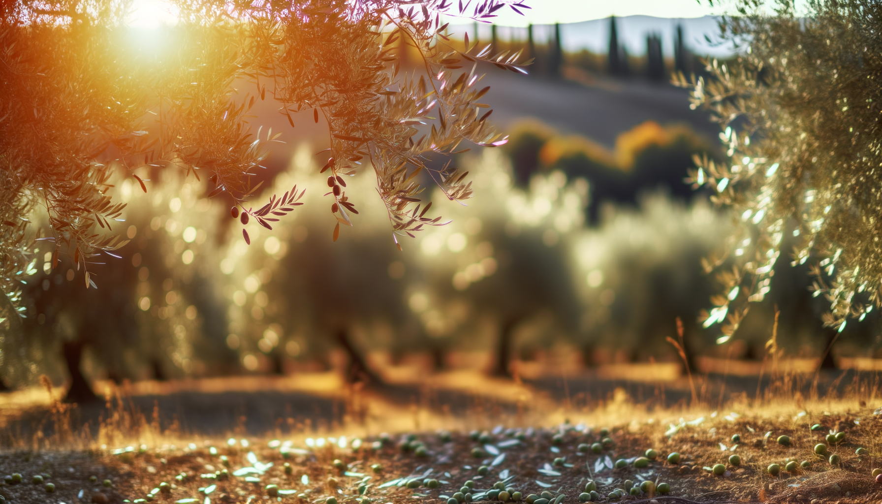 Ulivi toscani al tramonto con olive cadute a terra durante la raccolta in autunno