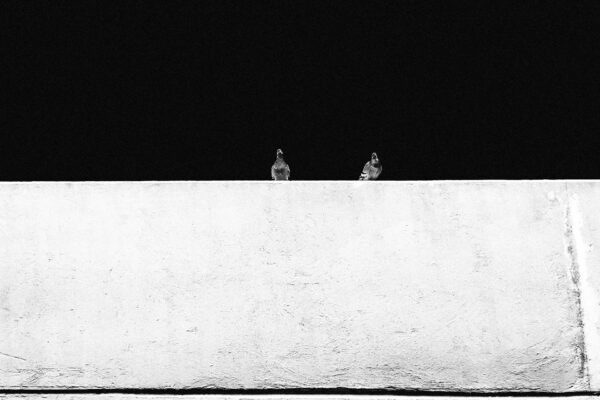 Due piccioni su un muro bianco