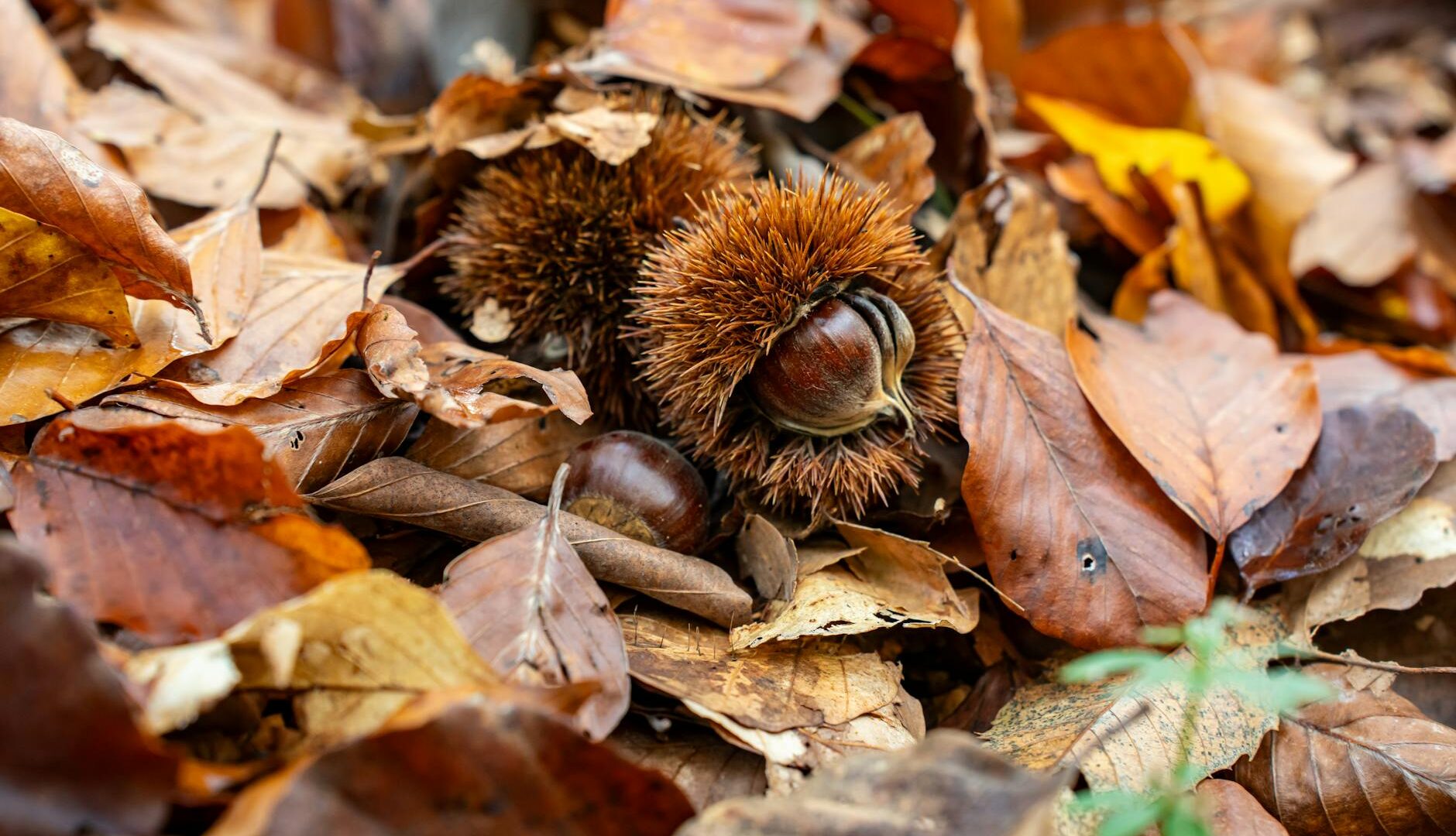 Ricci di castagne tra foglie autunnali.