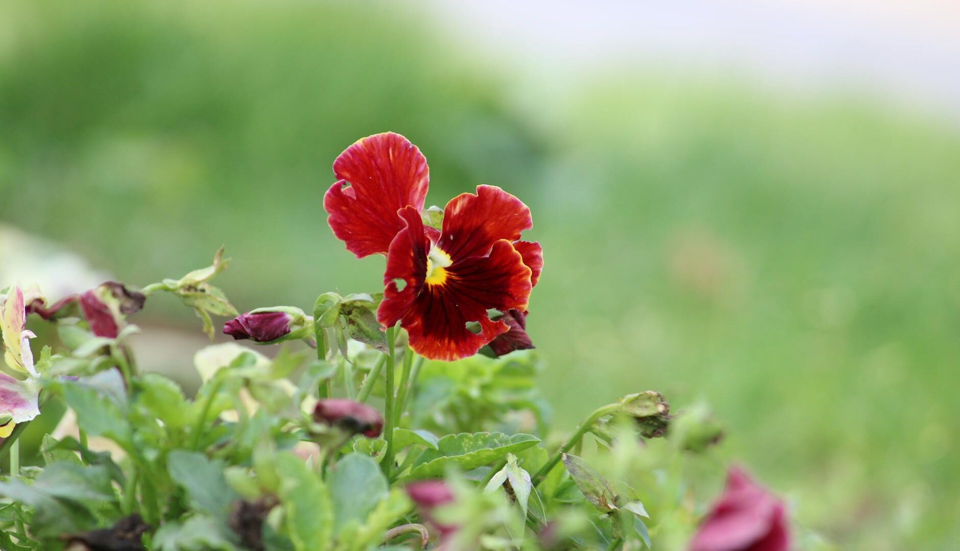 Primavera, fioritura viole del pensiero rosse.
