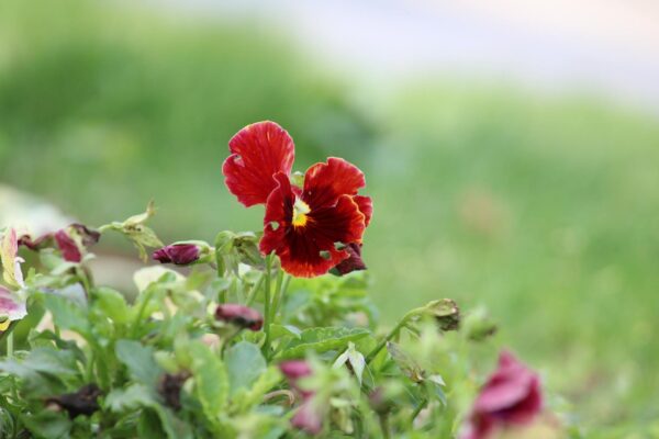 Primavera, fioritura viole del pensiero rosse.