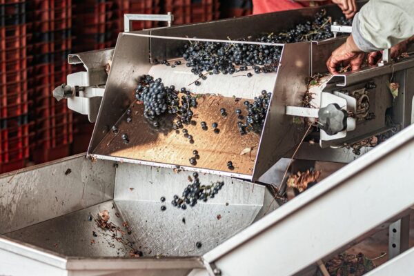 Nosiola e Vino Santo trentino: viaggio nel vitigno autoctono del Garda tra degustazioni e sapori gardesani