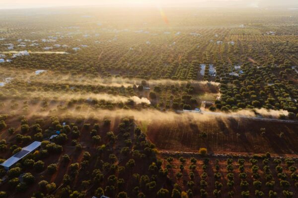 Campo di ulivi al tramonto con fumo