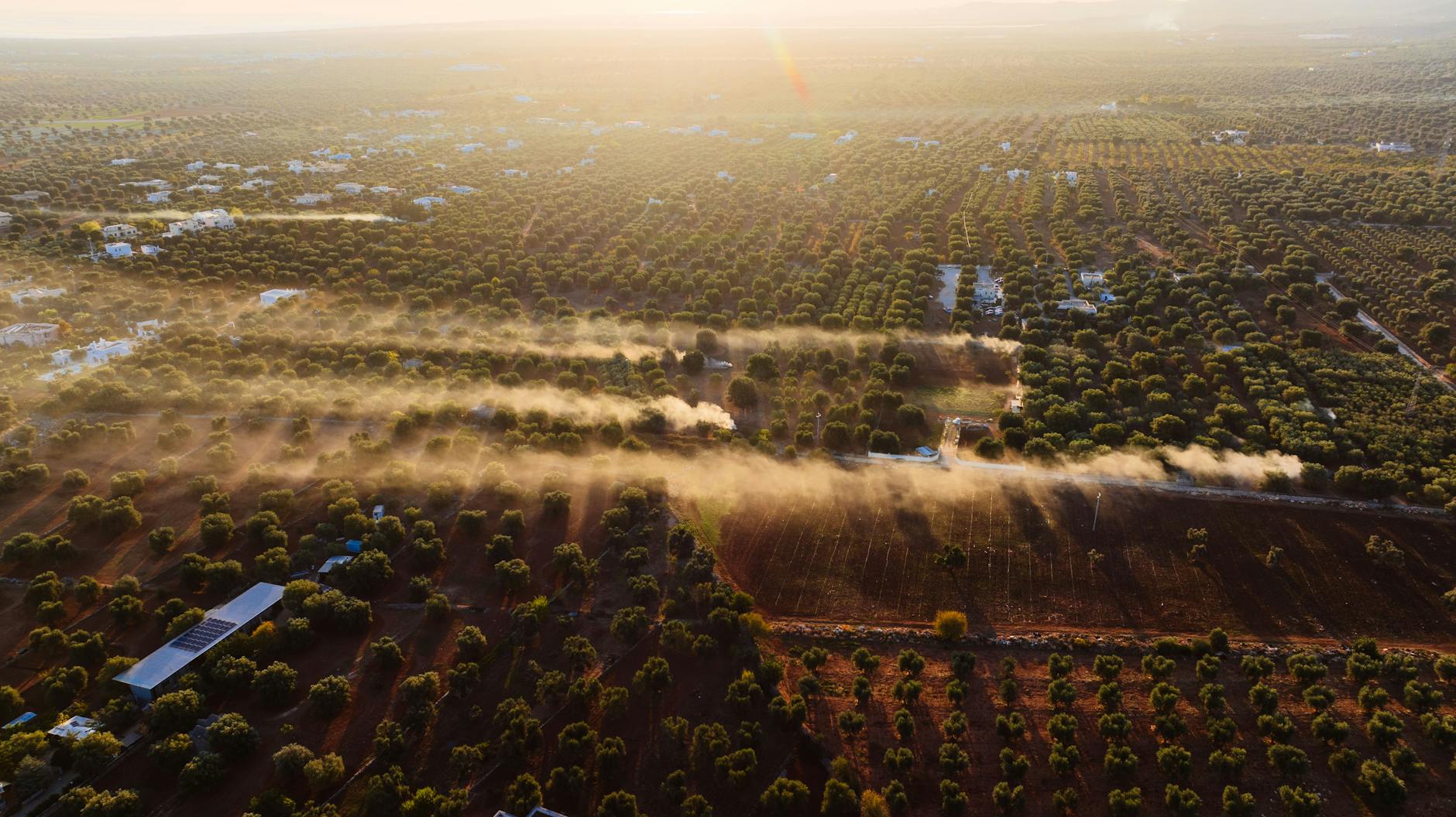 Campo di ulivi al tramonto con fumo