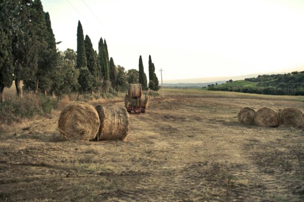 Balle di fieno su un campo toscano al tramonto.