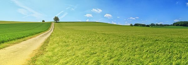 Sentiero tra campi verdi sotto cielo azzurro