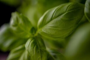 Cucina ligure: pesto, focaccia e i segreti della riviera