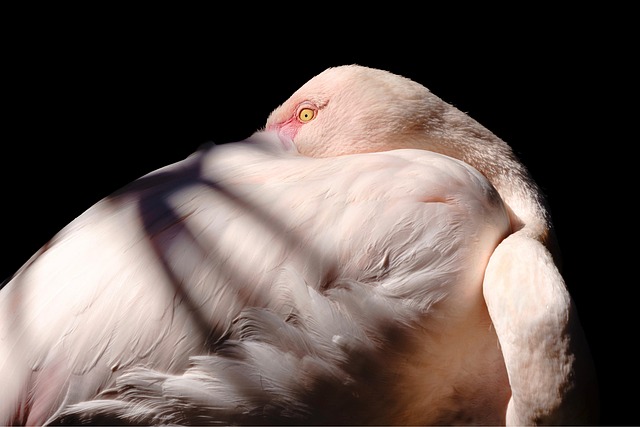 Oasi WWF in Italia: dove la natura è protetta e visitabile