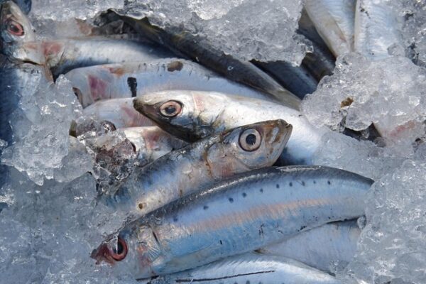 Ricette estive con il pesce azzurro: sarde, alici e sgombri
