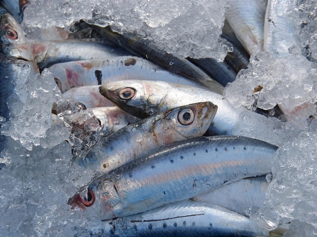 Ricette estive con il pesce azzurro: sarde, alici e sgombri