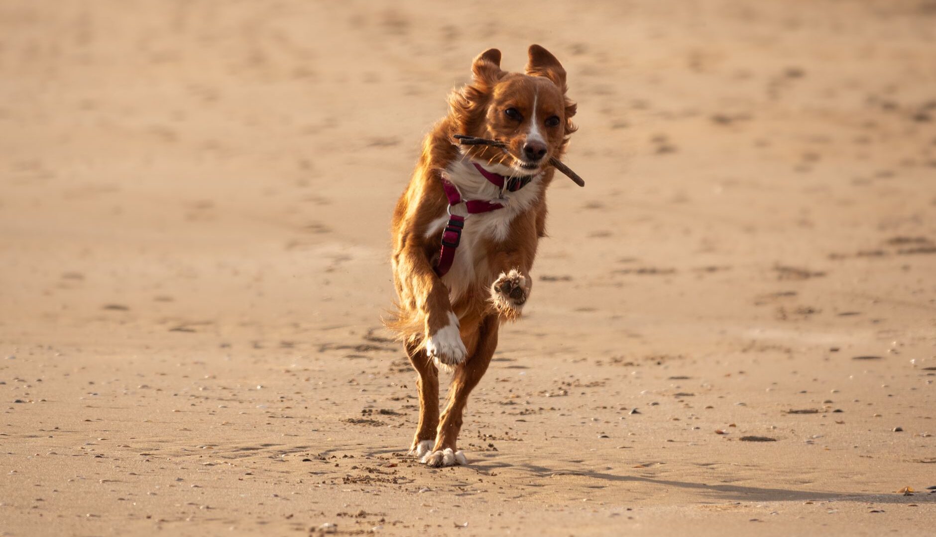 Vacanze estive con animali domestici: le migliori mete pet-friendly in Italia per giugno e luglio