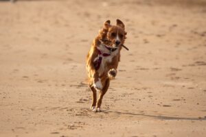 Vacanze estive con animali domestici: le migliori mete pet-friendly in Italia per giugno e luglio