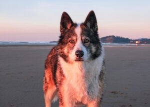 Viaggiare in Italia con il cane: alloggi, ristoranti e consigli