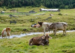 Cucina trentina: canederli, strangolapreti e i sapori delle Alpi