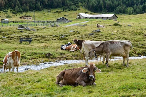 Cucina trentina: canederli, strangolapreti e i sapori delle Alpi