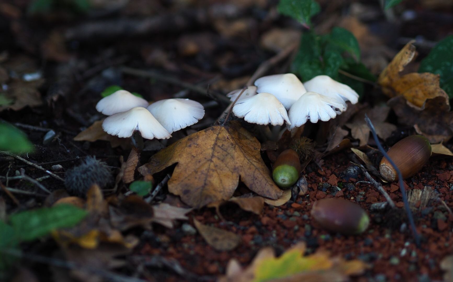 Cucina d’autunno nelle Marche e Abruzzo: tartufi, funghi e sapori di settembre