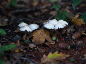 Cucina d’autunno nelle Marche e Abruzzo: tartufi, funghi e sapori di settembre