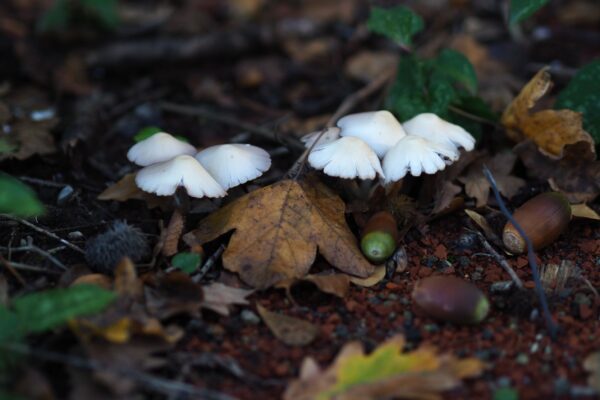 Cucina d’autunno nelle Marche e Abruzzo: tartufi, funghi e sapori di settembre