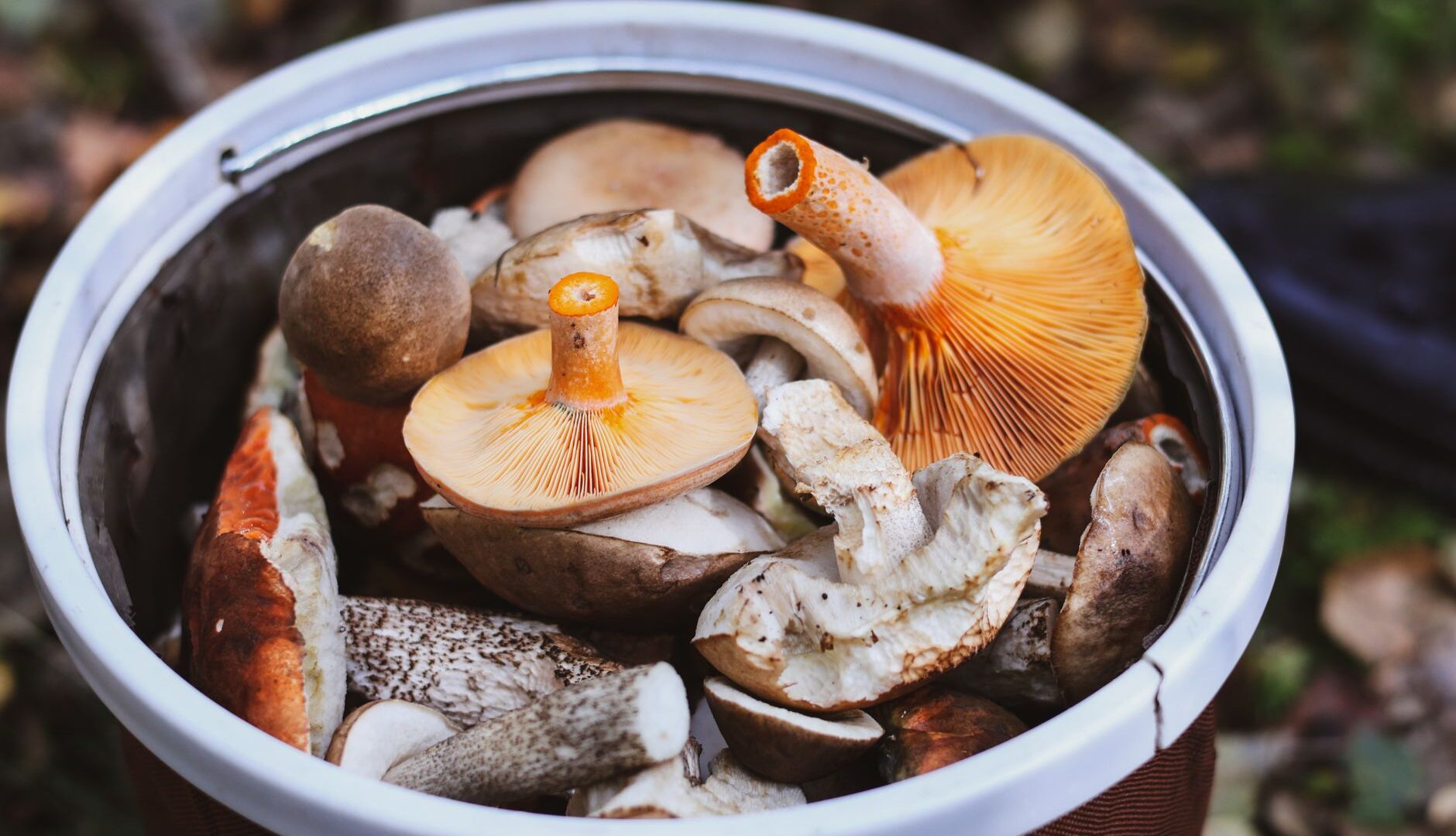 Piatti di novembre in Italia: castagne, tartufi e funghi porcini – i sapori autunnali della cucina regionale
