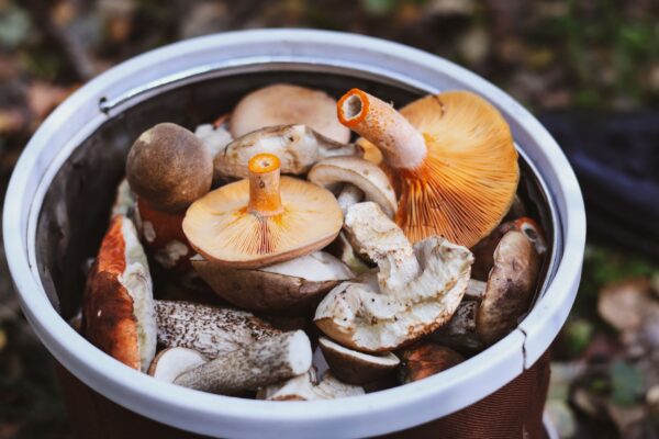 Piatti di novembre in Italia: castagne, tartufi e funghi porcini – i sapori autunnali della cucina regionale