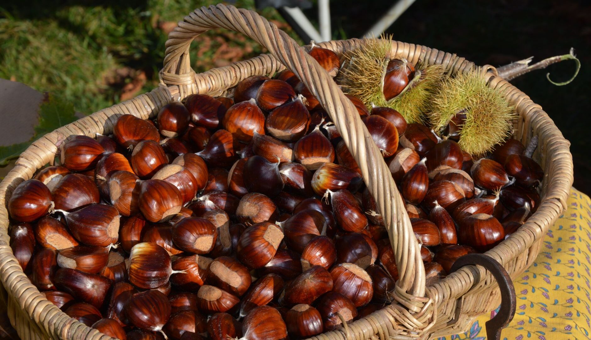 Tartufi, castagne e vendemmia: i tre tesori autunnali da scoprire tra sagre, mercati e piatti tradizionali