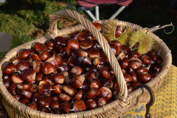 Tartufi, castagne e vendemmia: i tre tesori autunnali da scoprire tra sagre, mercati e piatti tradizionali