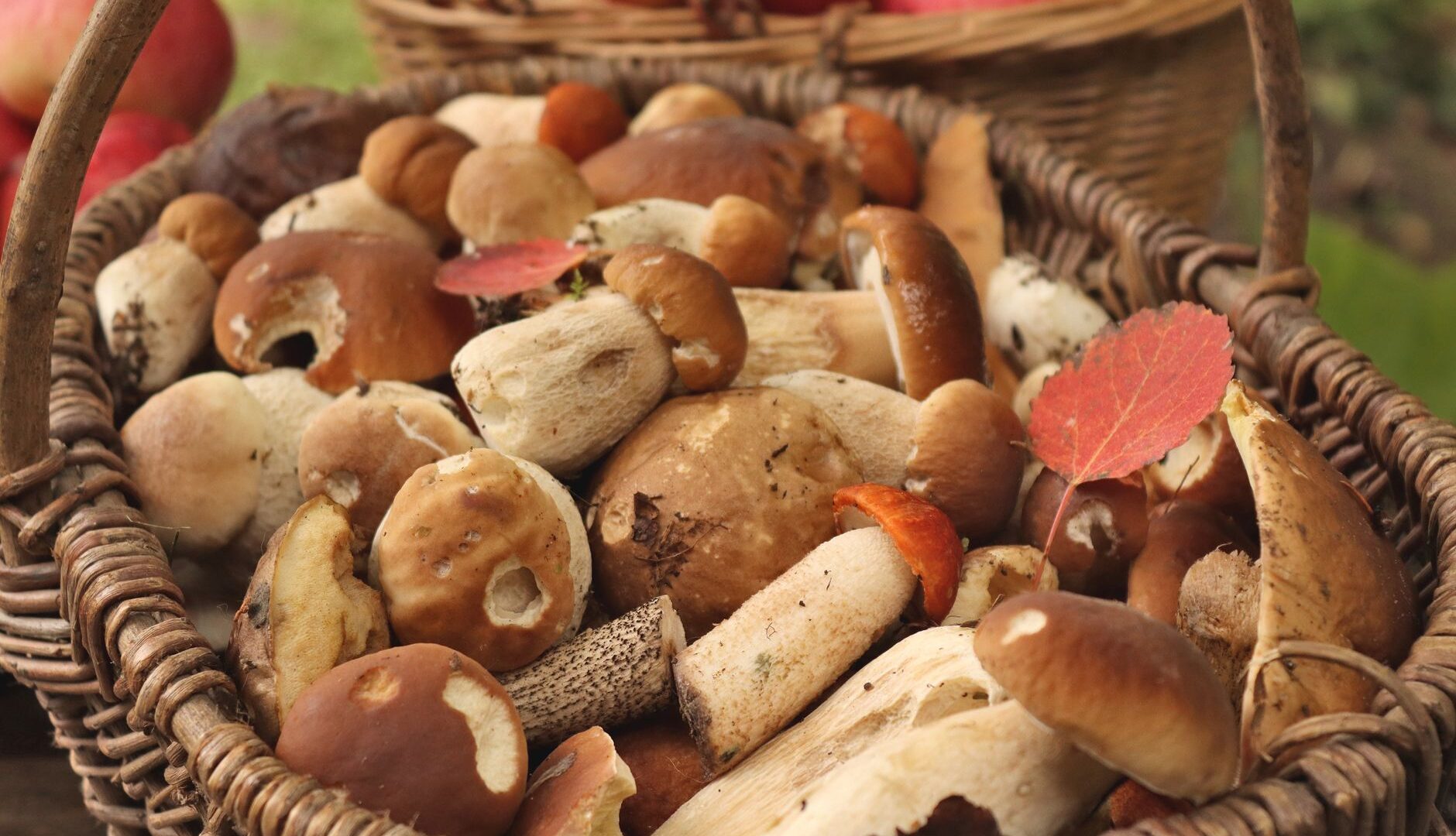 Tartufo bianco d’Alba e altri tesori d’autunno: i prodotti di stagione da scoprire a ottobre 2026