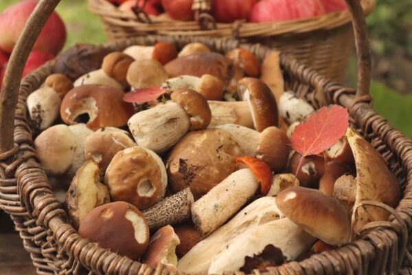 Tartufo bianco d’Alba e altri tesori d’autunno: i prodotti di stagione da scoprire a ottobre 2026